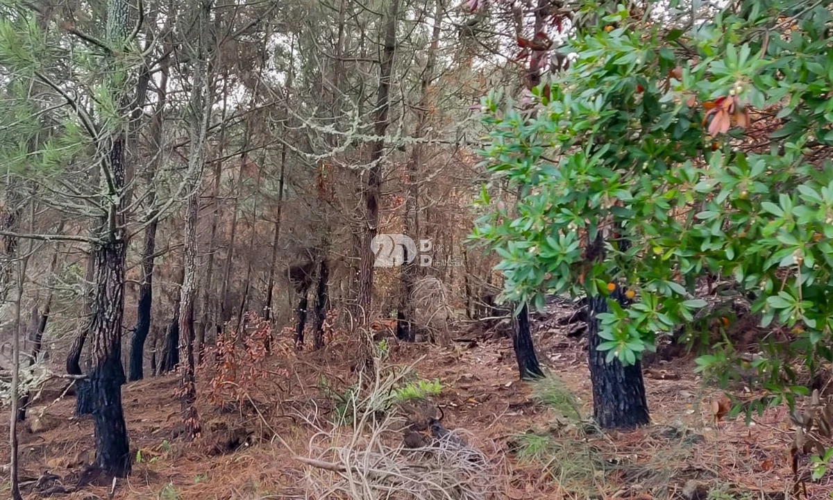 Terreno para Venda em Távora e Pereiro Foto 6