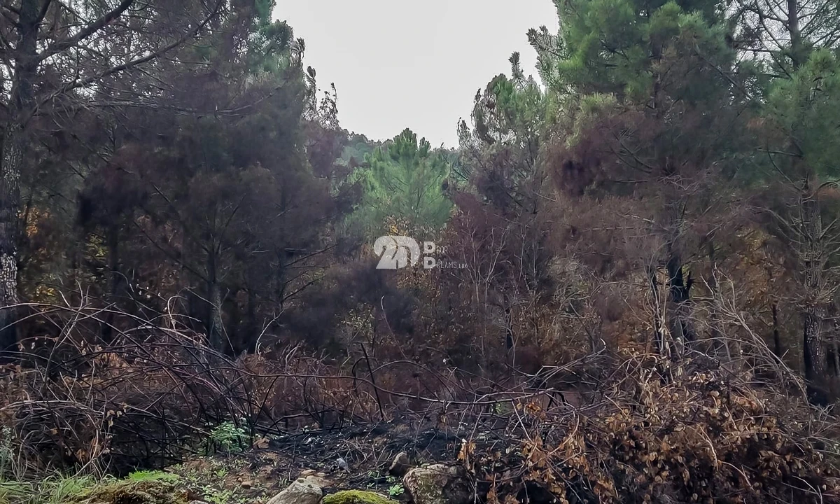 Terreno para Venda em Távora e Pereiro Foto 10