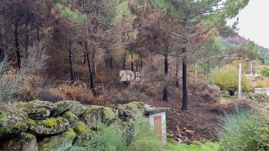 Terreno para Venda em Távora e Pereiro