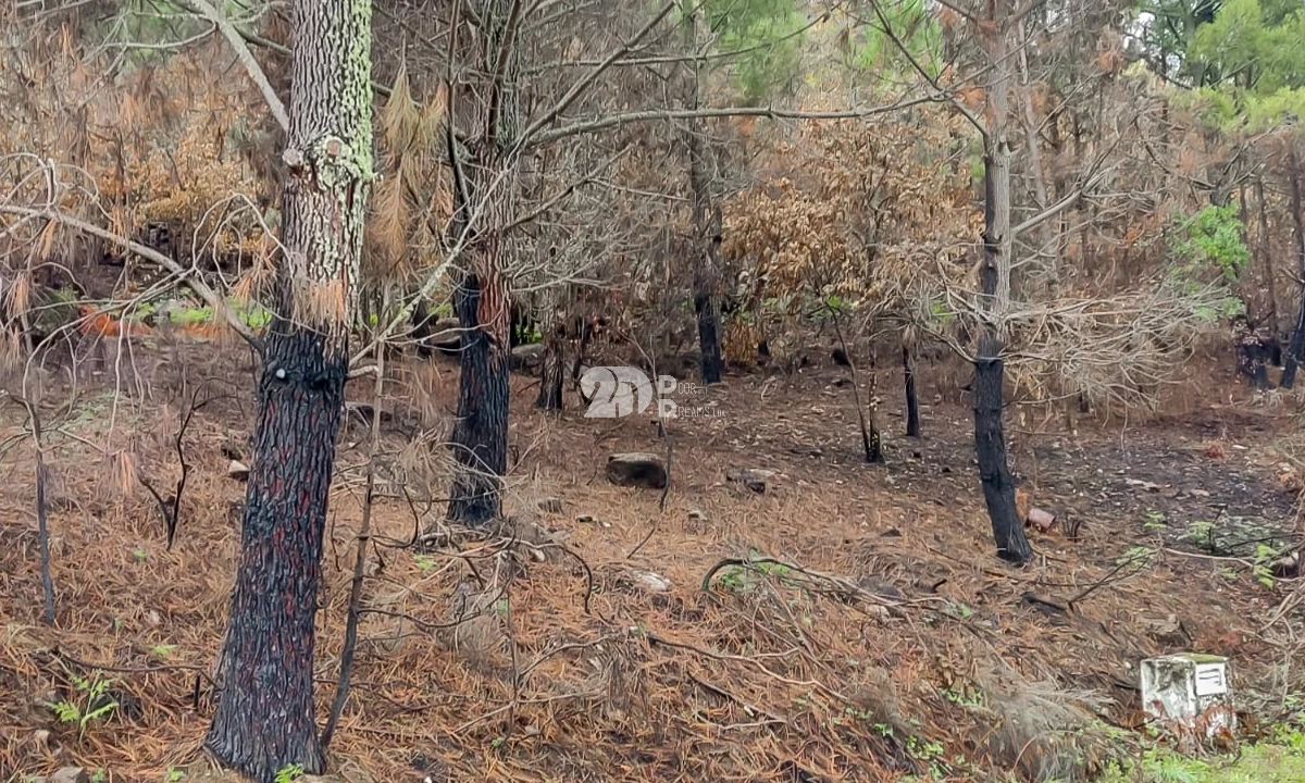 Terreno para Venda em Távora e Pereiro Foto 1