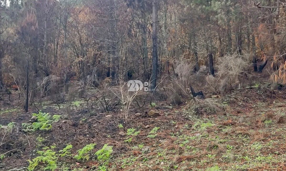 Terreno para Venda em Távora e Pereiro Foto 3