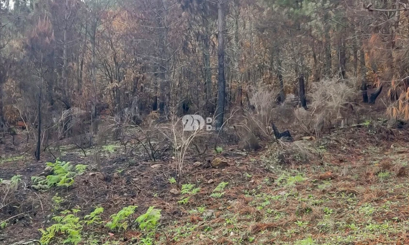 Terreno para Venda em Távora e Pereiro Foto 3