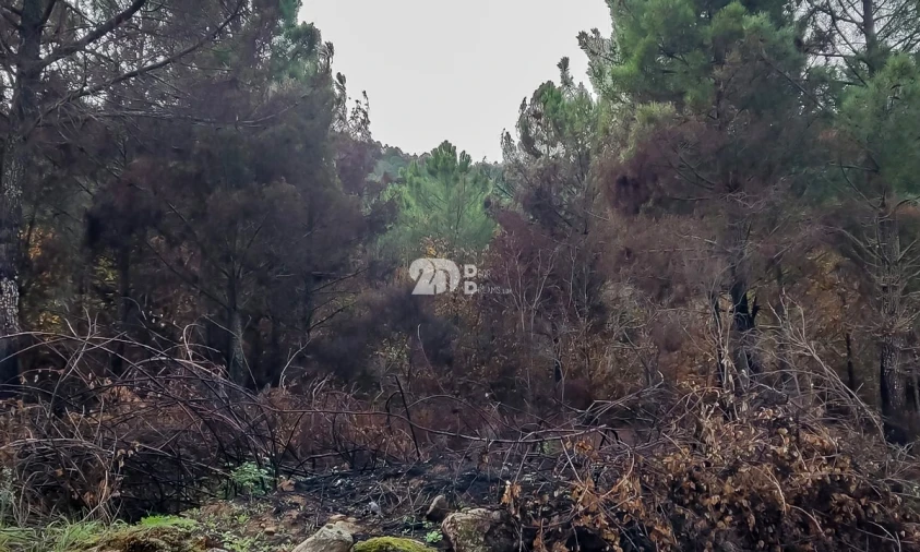 Terreno para Venda em Távora e Pereiro Foto 10