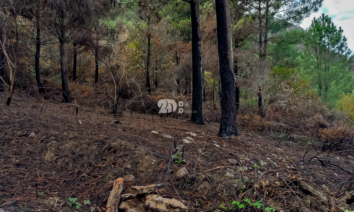 Terreno para Venda em Távora e Pereiro Foto 8