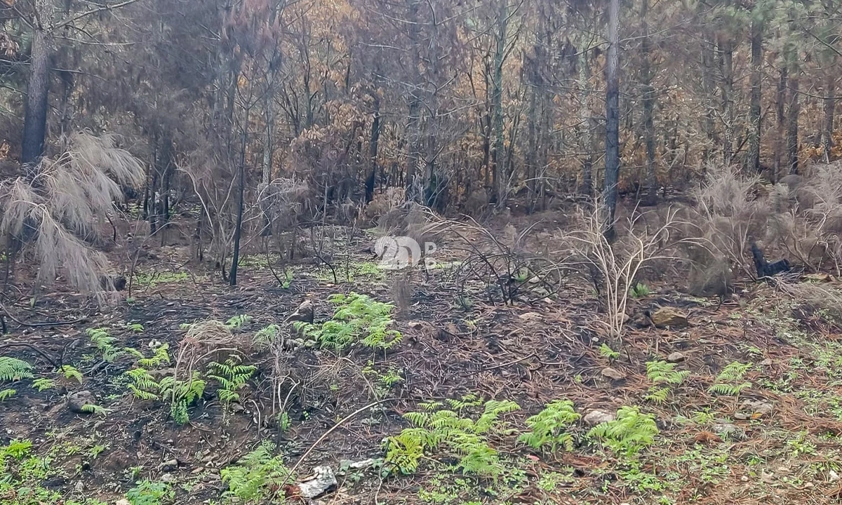 Terreno para Venda em Távora e Pereiro Foto 9