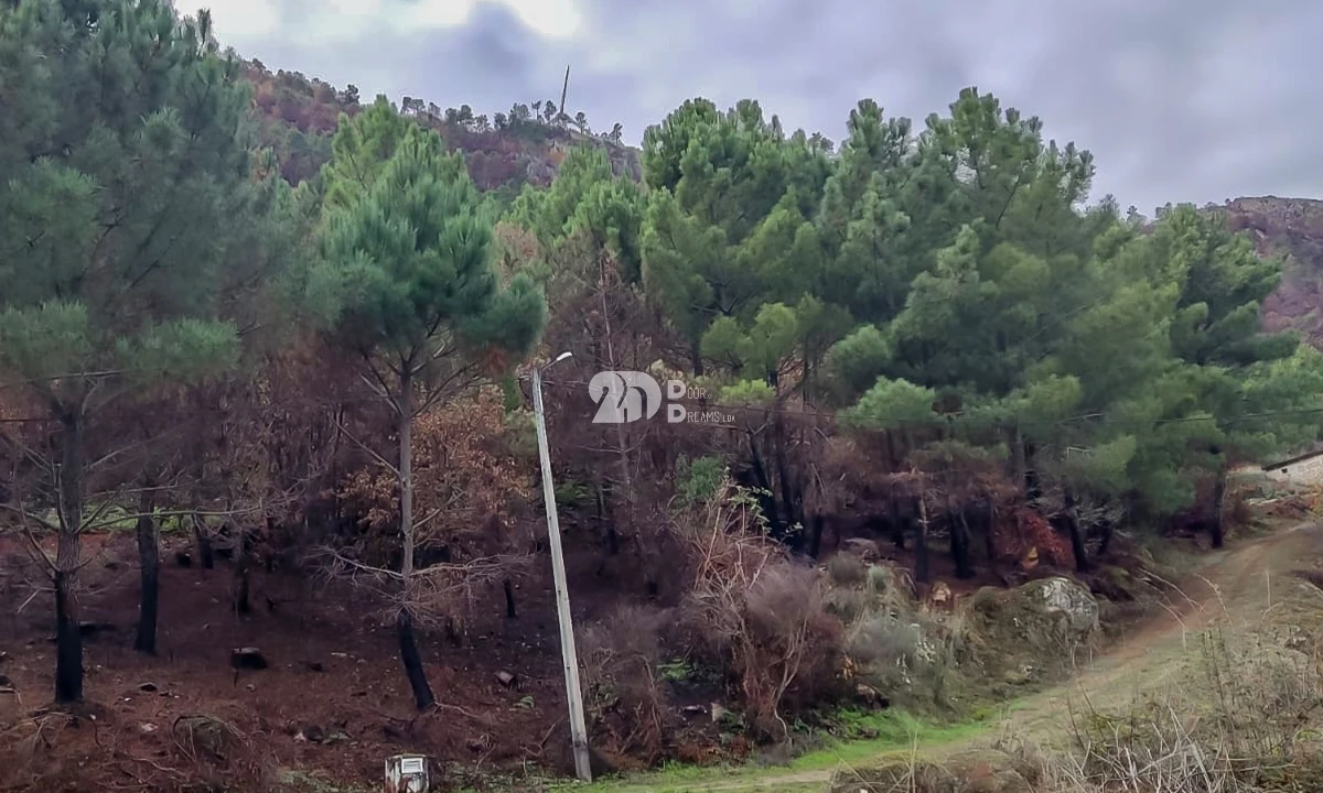 Terreno para Venda em Távora e Pereiro Foto 2