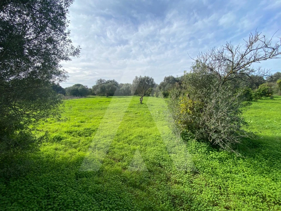 Terreno para Venda em Almancil Foto 2