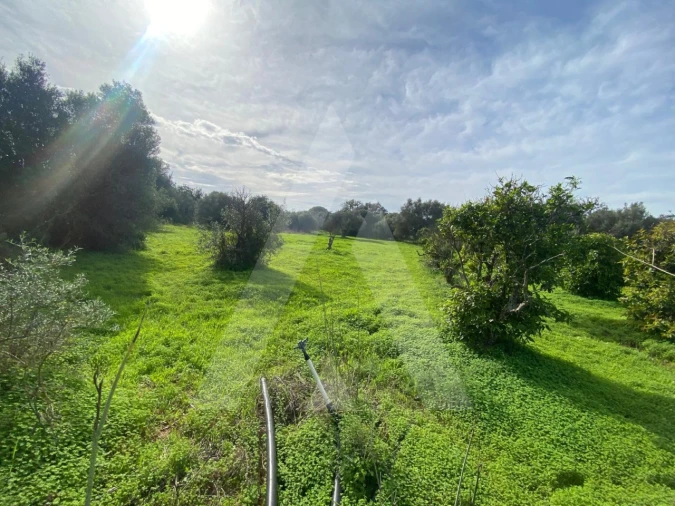 Terreno para Venda em Almancil Foto 1