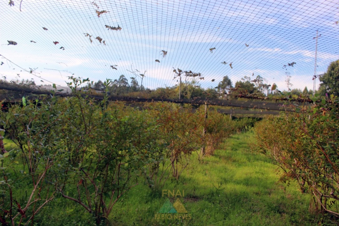 Quinta T5 para Venda em Ossela Foto 43