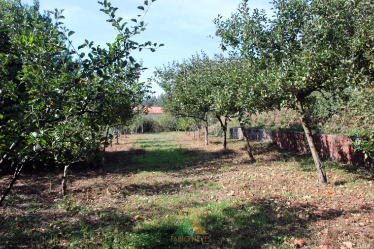 Quinta T5 para Venda em Ossela Foto 36