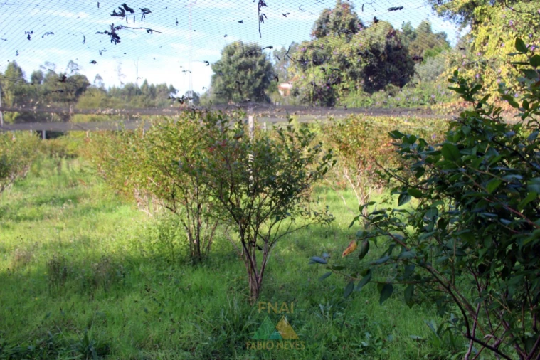 Quinta T5 para Venda em Ossela Foto 44