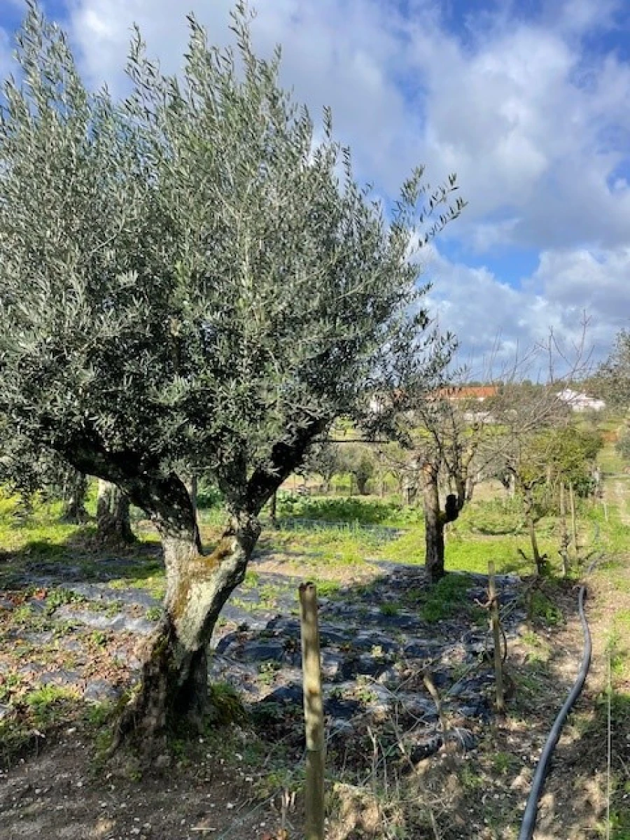 Quinta T3 para Venda em Foros de Arrão Foto 21
