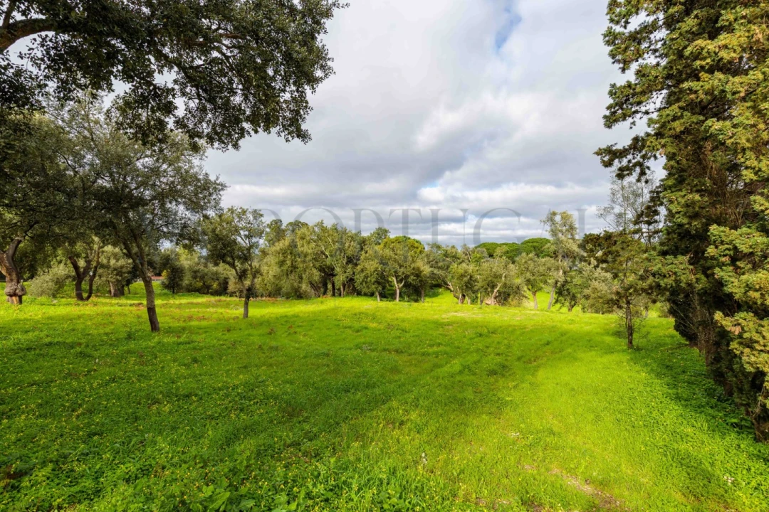 Terreno para Venda em Azeitão (São Lourenço e São Simão) Foto 13