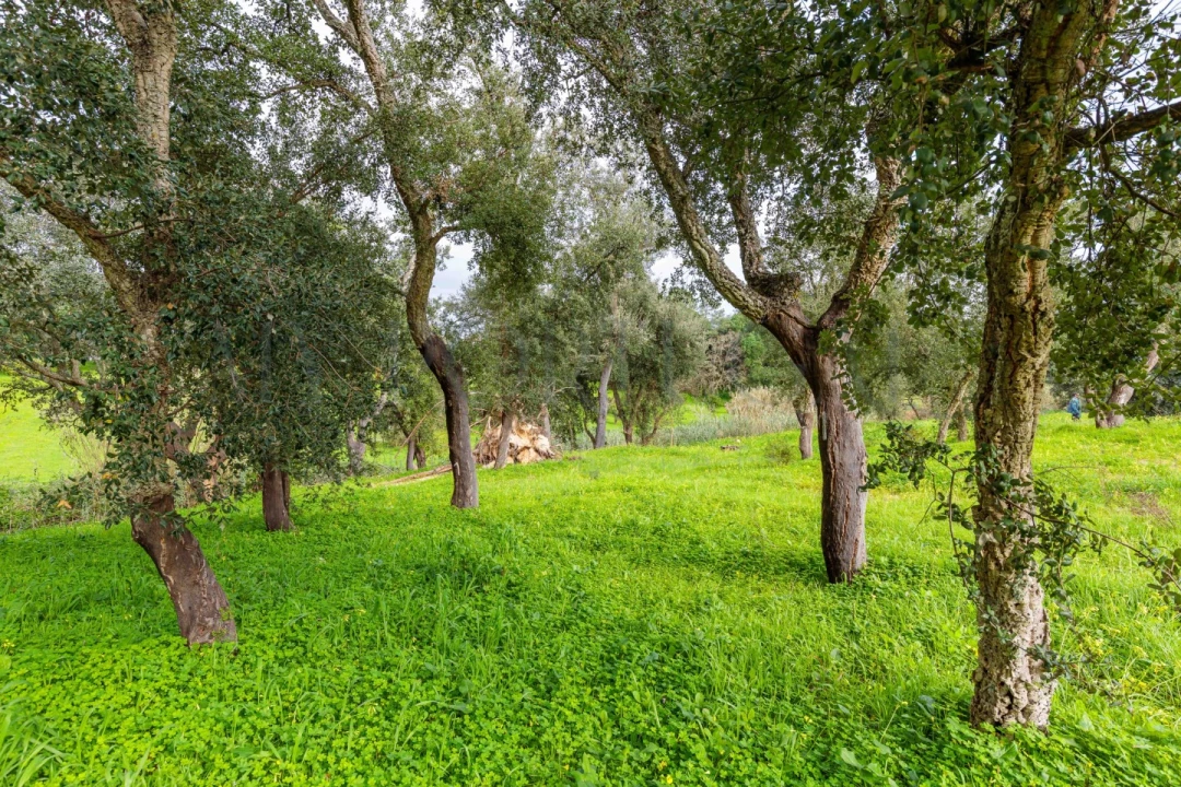 Terreno para Venda em Azeitão (São Lourenço e São Simão) Foto 23