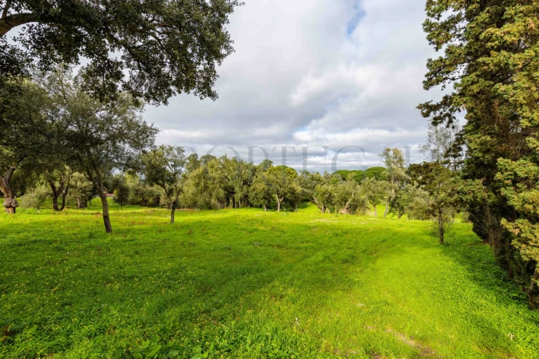 Terreno para Venda em Azeitão (São Lourenço e São Simão) Foto 13