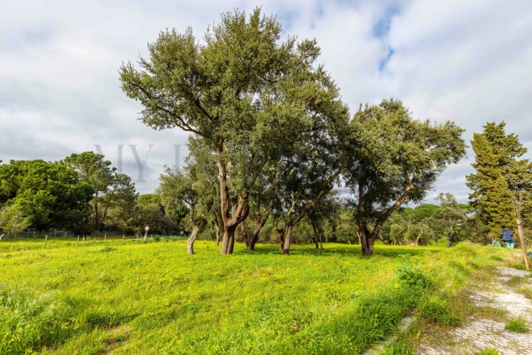 Terreno para Venda em Azeitão (São Lourenço e São Simão) Foto 14