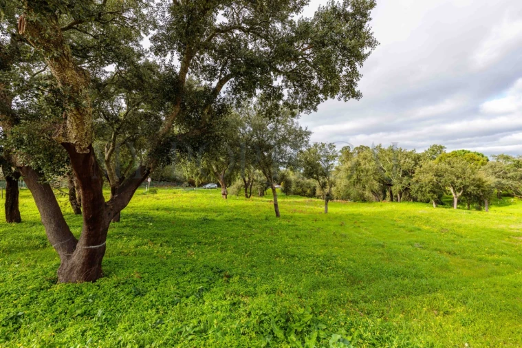 Terreno para Venda em Azeitão (São Lourenço e São Simão) Foto 15
