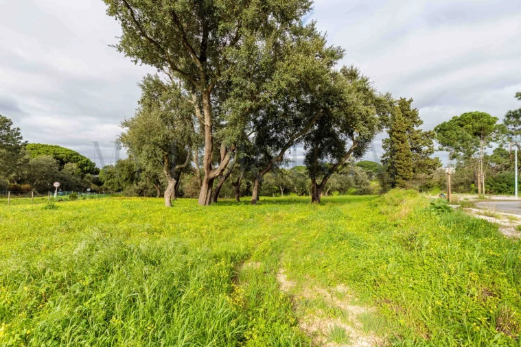 Terreno para Venda em Azeitão (São Lourenço e São Simão) Foto 17