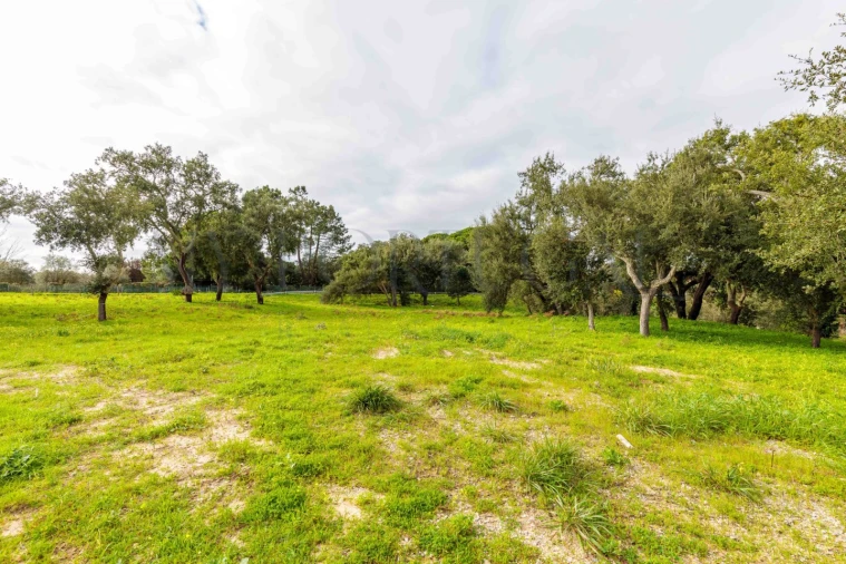 Terreno para Venda em Azeitão (São Lourenço e São Simão) Foto 19