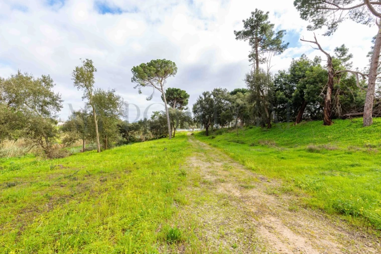 Terreno para Venda em Azeitão (São Lourenço e São Simão) Foto 20