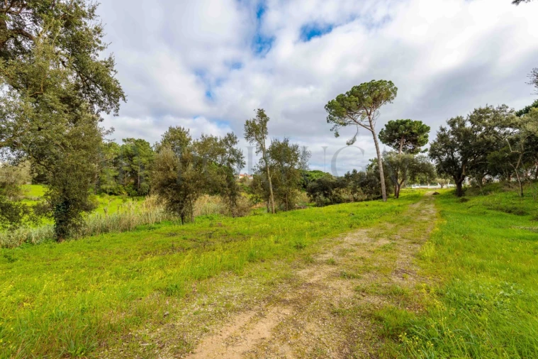 Terreno para Venda em Azeitão (São Lourenço e São Simão) Foto 21