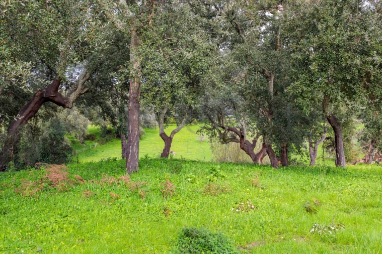 Terreno para Venda em Azeitão (São Lourenço e São Simão) Foto 24