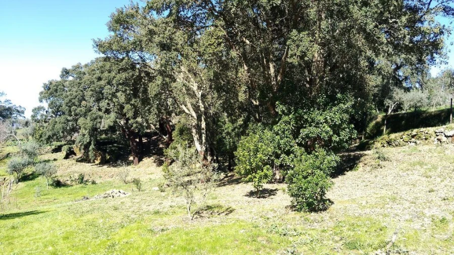 Terreno para Venda em Pedrogão Pequeno Foto 4