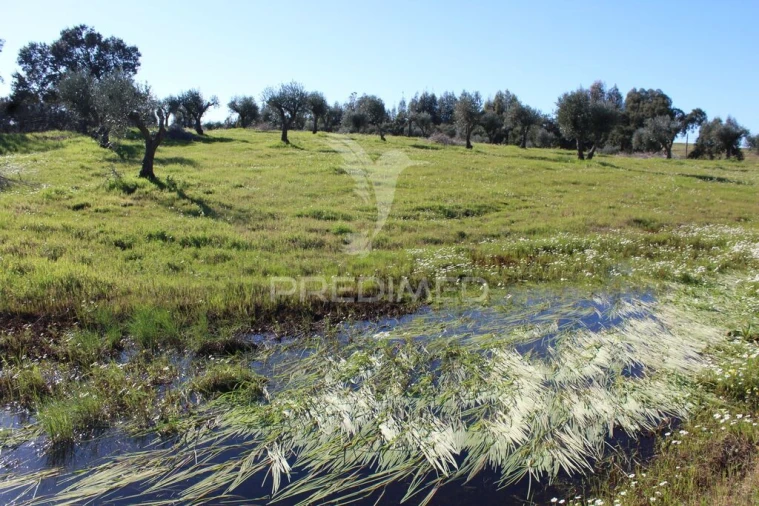 Terreno para Venda em Redondo Foto 18