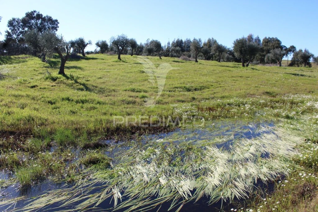Terreno para Venda em Redondo Foto 18