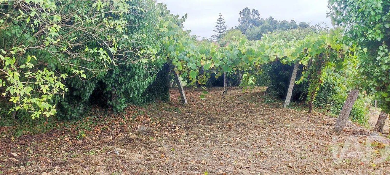 Terreno para Venda em Loivo Foto 14