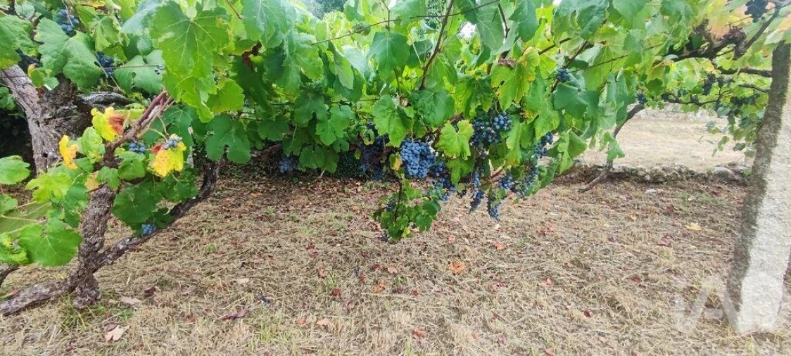 Terreno para Venda em Loivo Foto 11