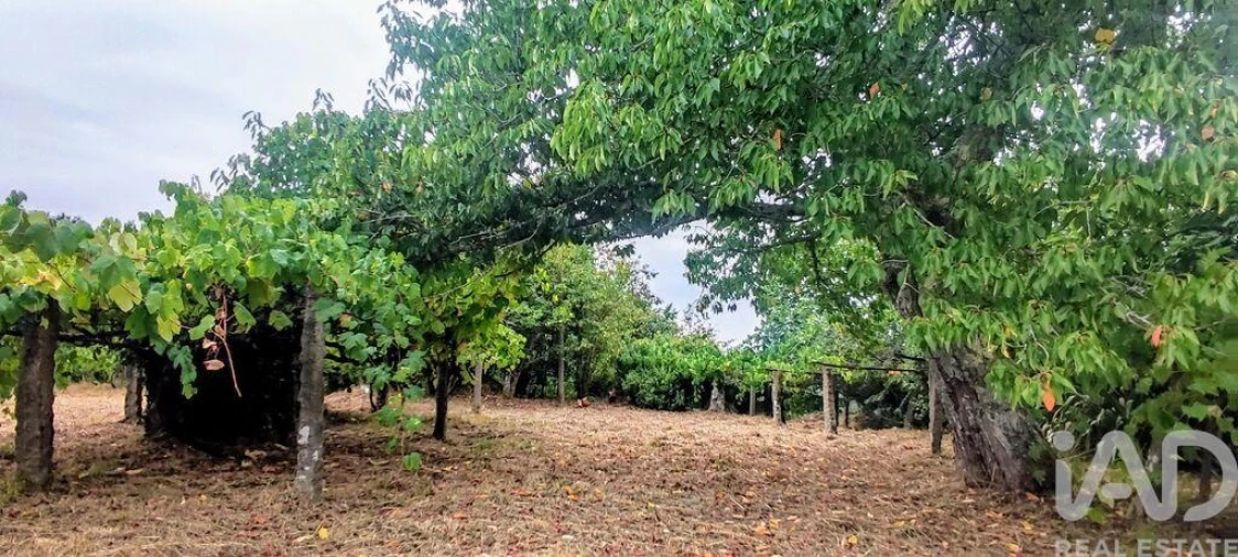 Terreno para Venda em Loivo Foto 8