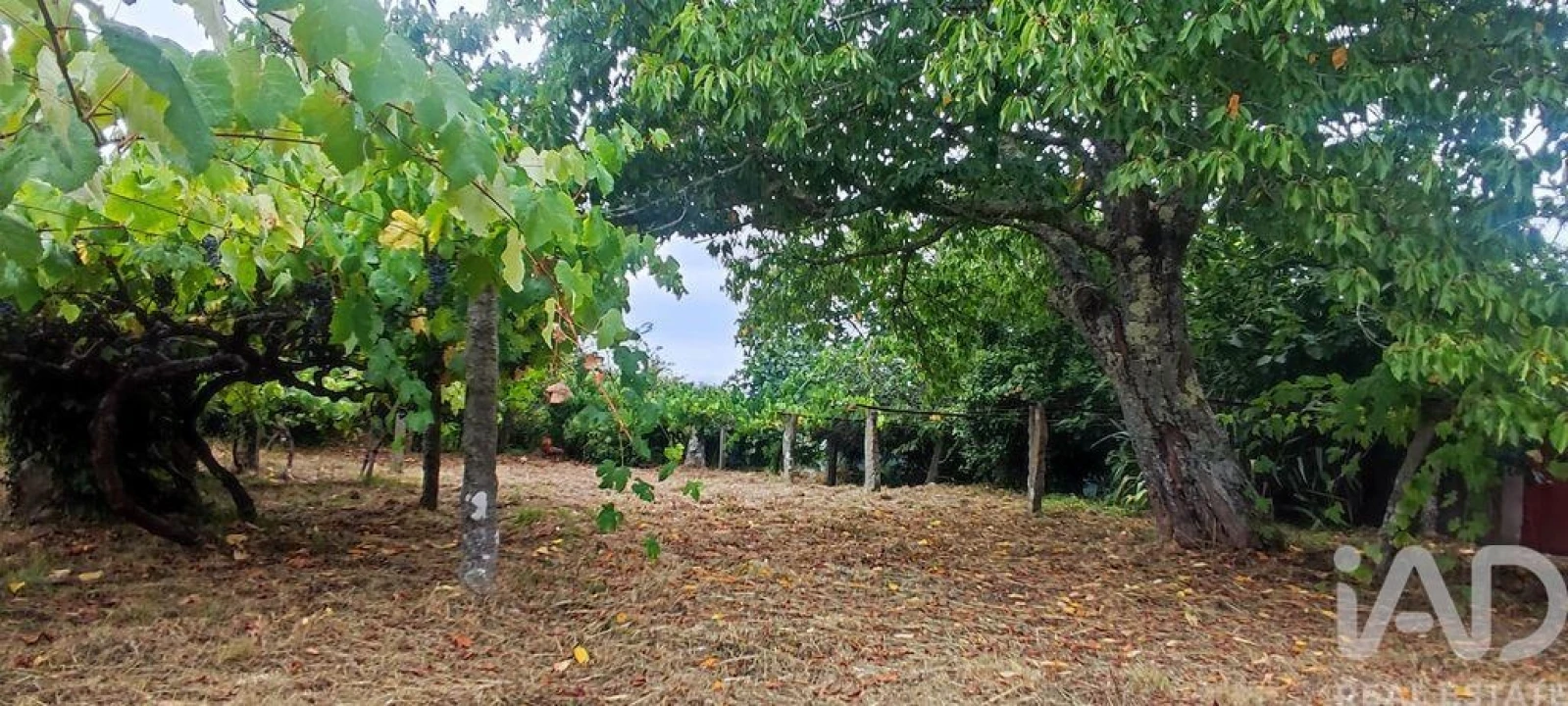 Terreno para Venda em Loivo Foto 28