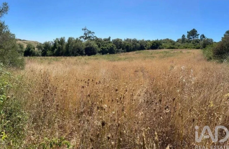 Terreno para Venda em Igreja Nova e Cheleiros Foto 9