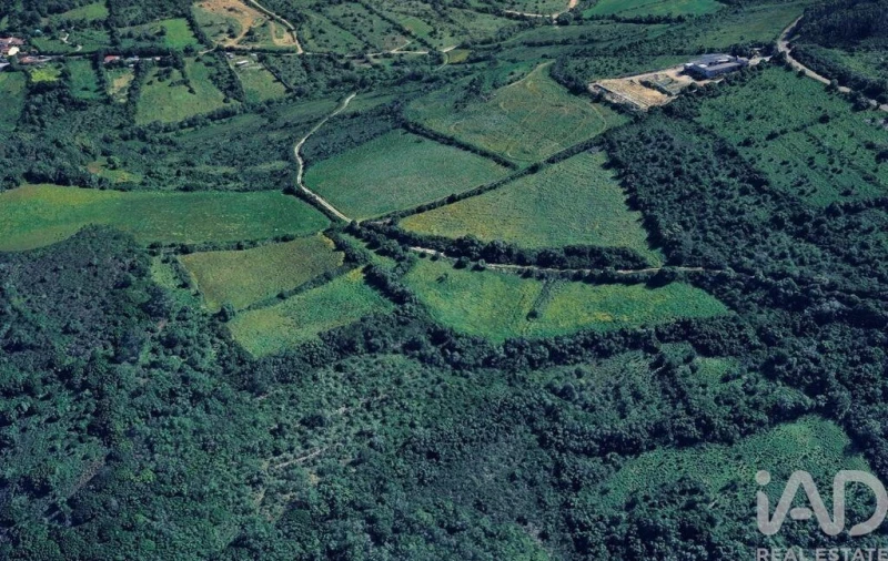 Terreno para Venda em Igreja Nova e Cheleiros Foto 3