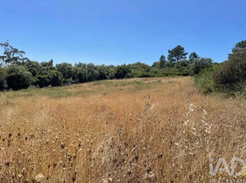 Terreno para Venda em Igreja Nova e Cheleiros Foto 10