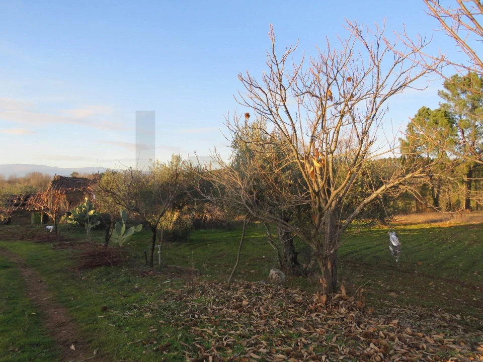 Quinta T3 para Venda em Enxames Foto 8