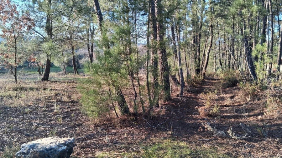 Quinta T3 para Venda em Enxames Foto 11