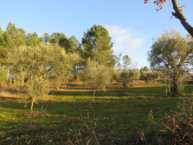 Quinta T3 para Venda em Enxames Foto 6