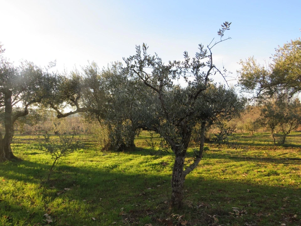 Quinta T3 para Venda em Enxames Foto 4