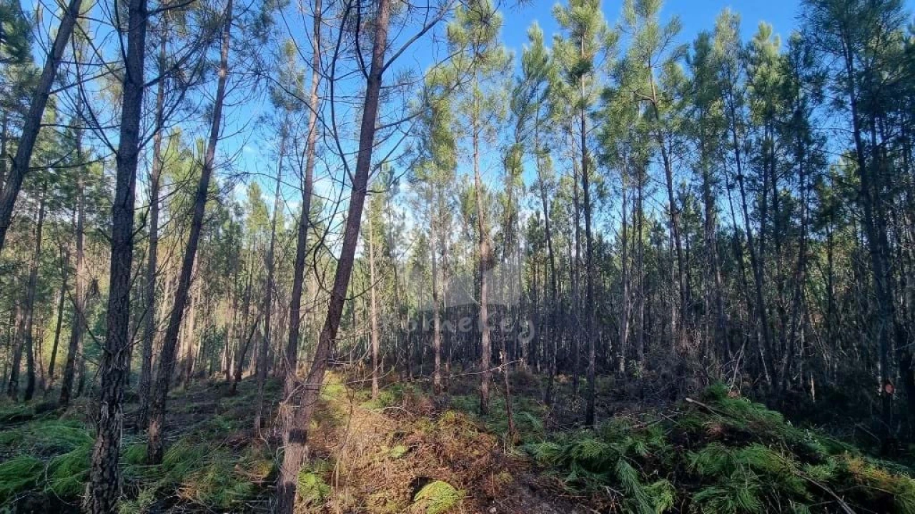 Terreno Agricola ou Rústico para Venda em Santo Andre das Tojeiras Foto 10
