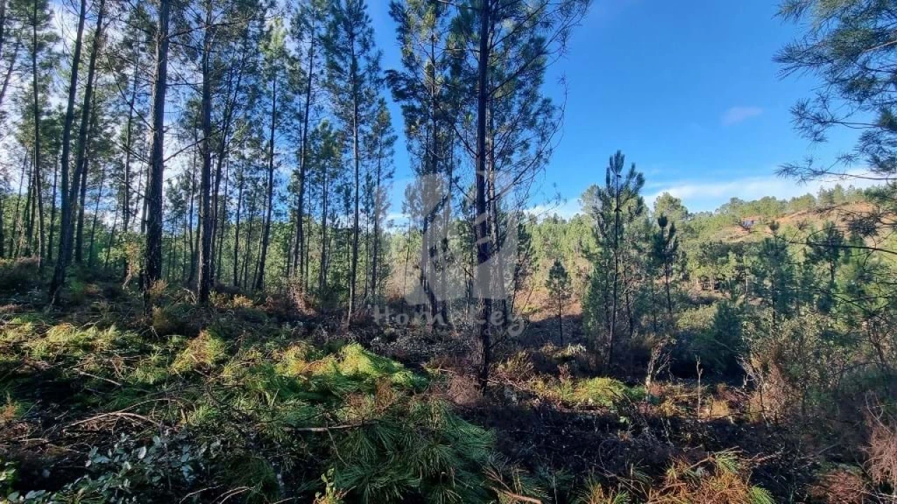 Terreno Agricola ou Rústico para Venda em Santo Andre das Tojeiras Foto 7