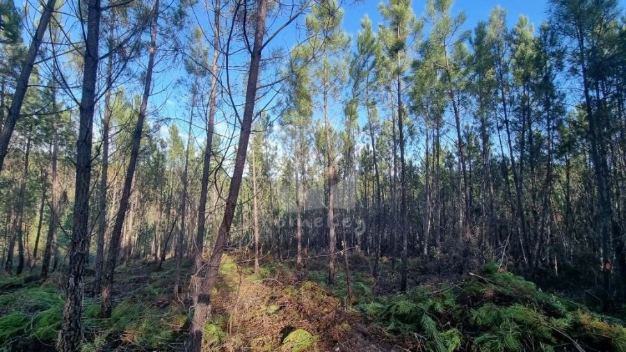 Terreno Agricola ou Rústico para Venda em Santo Andre das Tojeiras Foto 10