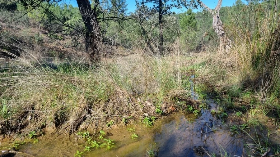 Terreno Agricola ou Rústico para Venda em Santo Andre das Tojeiras Foto 4
