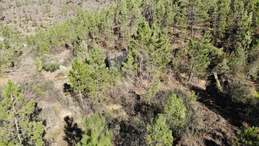 Terreno Agricola ou Rústico para Venda em Santo Andre das Tojeiras Foto 15