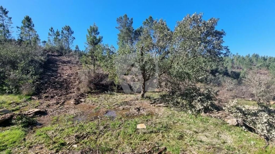 Terreno Agricola ou Rústico para Venda em Santo Andre das Tojeiras Foto 12