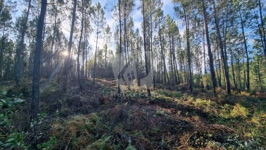 Terreno Agricola ou Rústico para Venda em Santo Andre das Tojeiras Foto 8