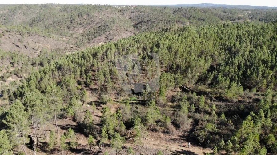Terreno Agricola ou Rústico para Venda em Santo Andre das Tojeiras Foto 11