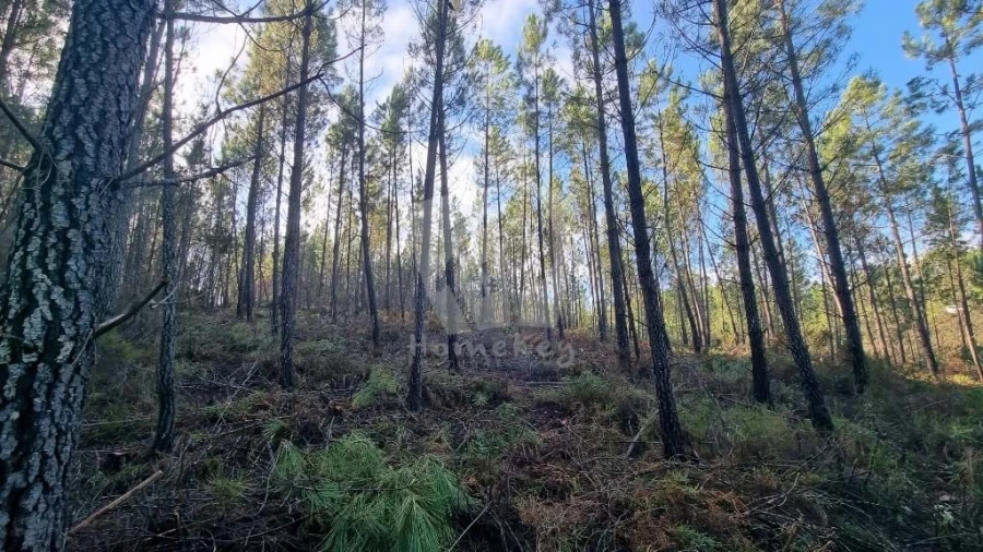 Terreno Agricola ou Rústico para Venda em Santo Andre das Tojeiras Foto 9