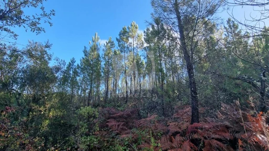 Terreno Agricola ou Rústico para Venda em Santo Andre das Tojeiras Foto 6